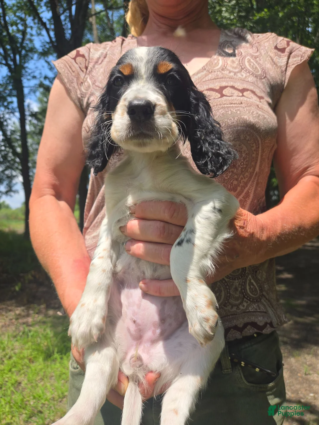 English Setter dogs for sale: English Setter 7 - Ad 1