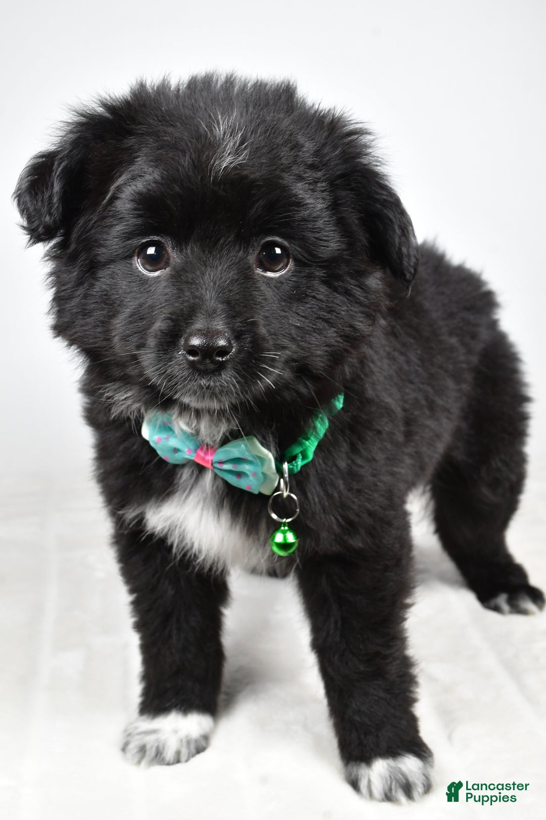 Mini Aussiedoodle dogs for sale: Wyatt  - Ad 2