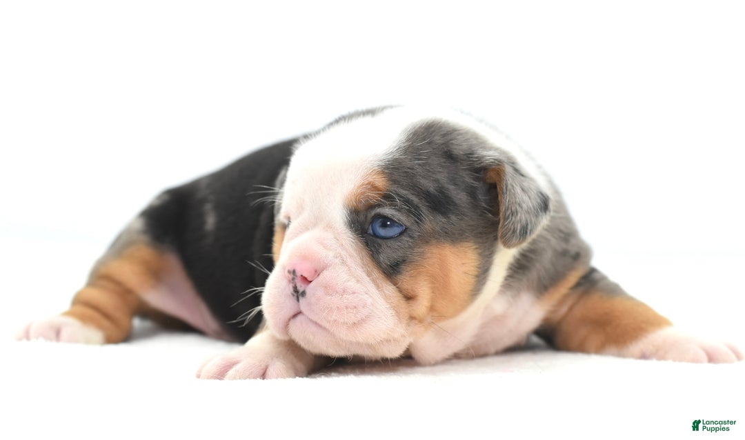 Mixed Breed dogs for sale: Rosie Merle koi pattern  - Ad 16