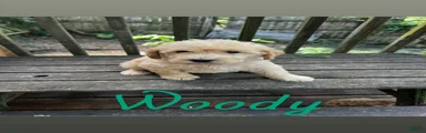 Labradoodle 5