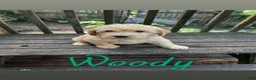 Labradoodle dogs for sale: Labradoodle 5 - Ad 1