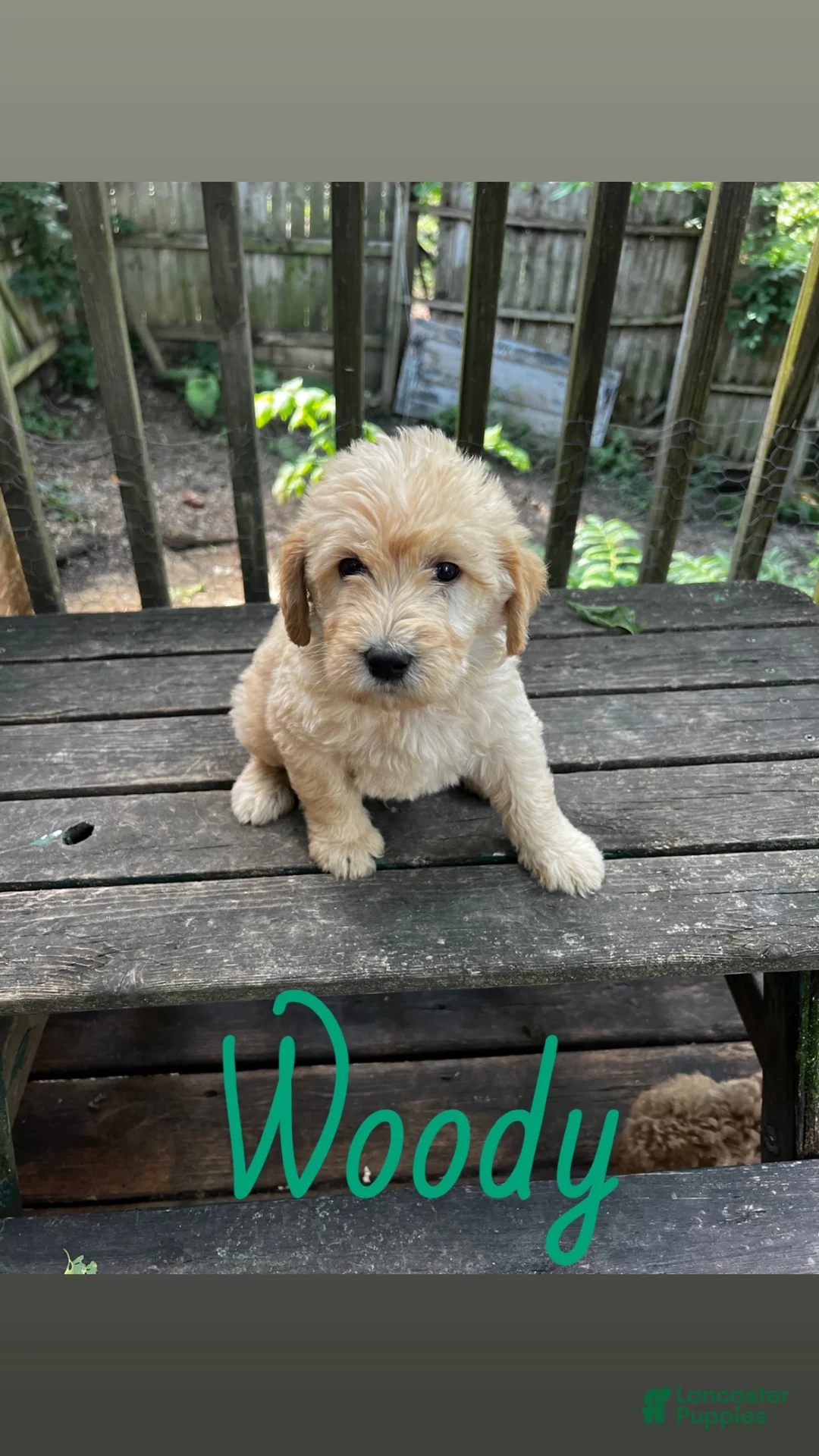 Labradoodle dogs for sale: Labradoodle 5 - Ad 1