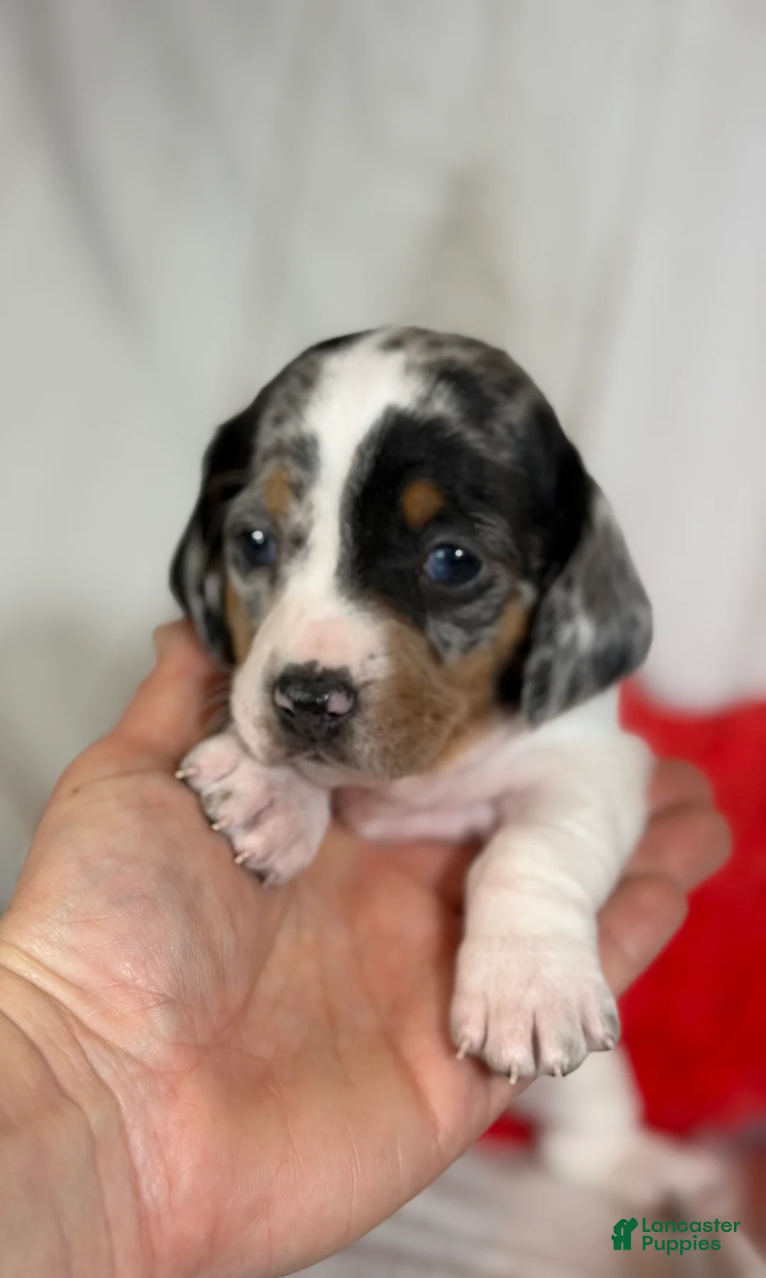 Miniature Dachshund dogs for sale: AKC SH Flossie DNA clear OFA - Ad 1