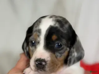 Miniature Dachshund dogs AKC SH Flossie DNA clear OFA - Ad 11