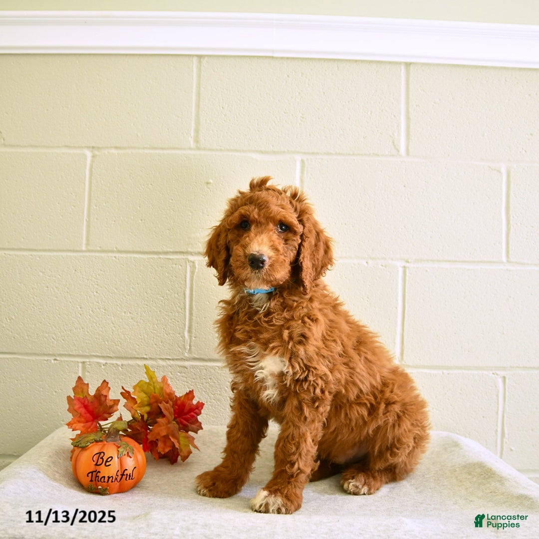 Standard Poodle dogs for sale: Max  - Ad 3