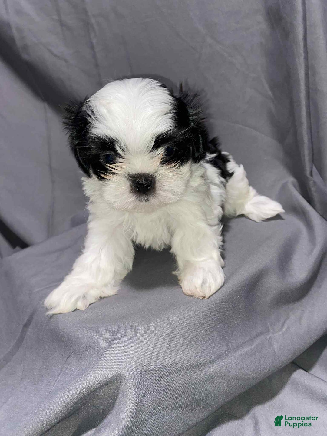 Shih Tzu dogs for sale: Judy - Ad 6