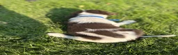 Mixed Breed dogs for sale: Mixed Breed 2 - Ad 2