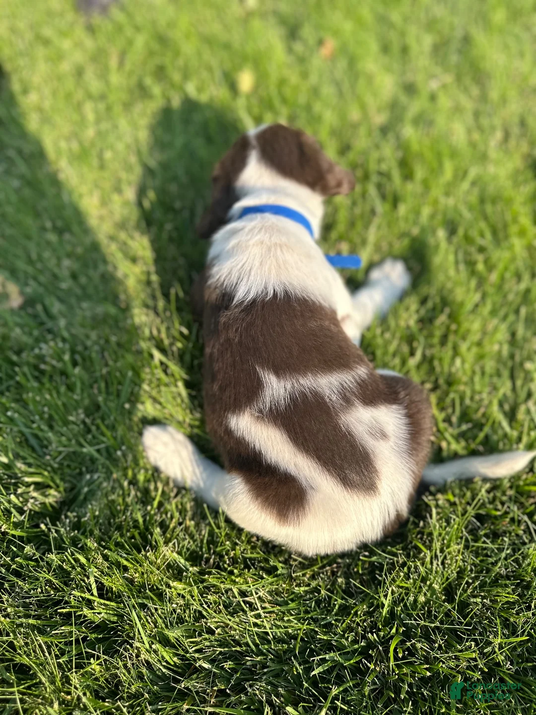 Mixed Breed dogs for sale: Mixed Breed 2 - Ad 2