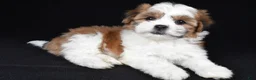 Teddy Bear dogs for sale: Candy - Ad 8