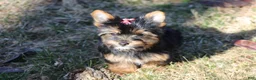 Yorkshire Terrier dogs for sale: Chloe - Ad 8