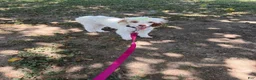 Miniature Poodle dogs for sale: Akc Clear 🧬 Tested Chocolate Phantom Parti 🩷 - Ad 7