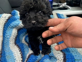 Yorkiepoo dogs Sandy - Ad 21