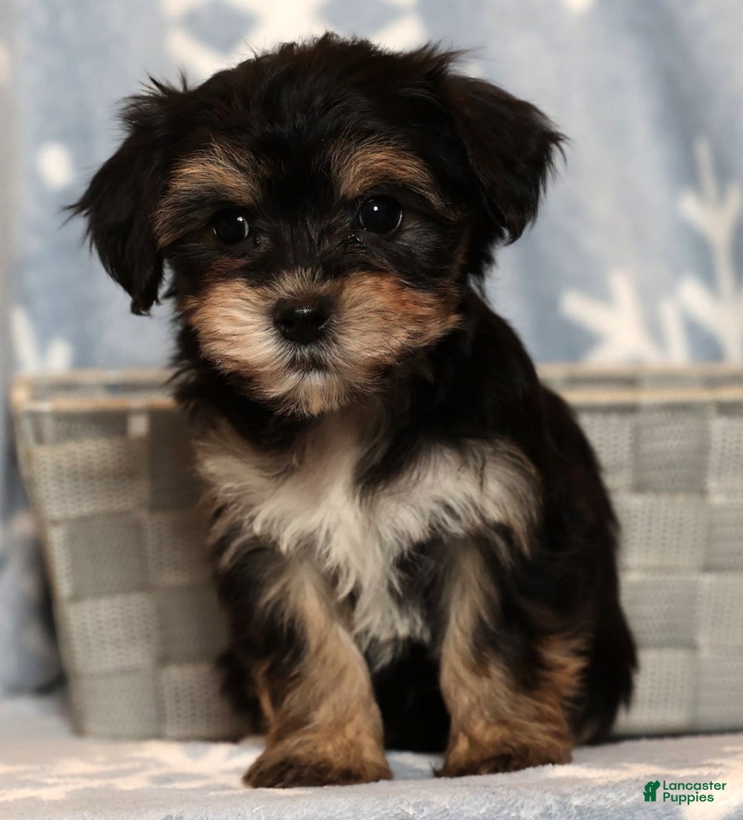 Yochon dogs for sale: Bella - Ad 2