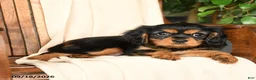 Cavalier King Charles Spaniel dogs for sale: Mocha - Ad 4