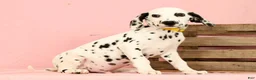 Dalmatian dogs for sale: Robo - Ad 6