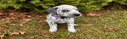 Mixed Breed dogs for sale: 🐊Croc Dalmatian/GSP - Ad 4