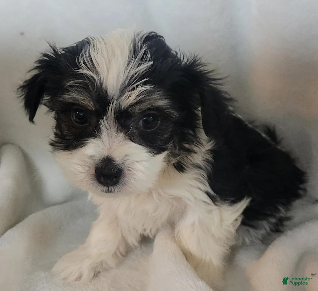 Mixed Breed dogs for sale:  5 cassie - Ad 2