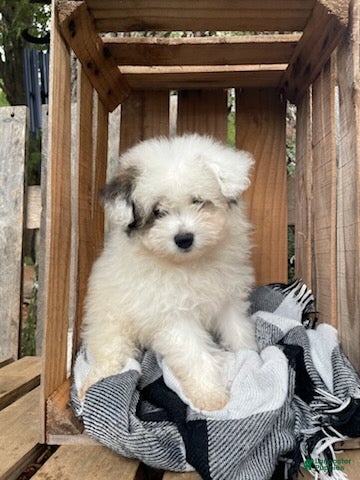 Mixed Breed dogs Lonnie - Ad 2