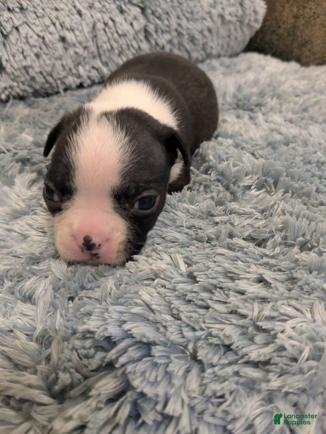 Boston Terrier dogs for sale: Boston Terrier Puppy 2 - Ad 2