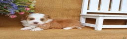 Havanese dogs for sale: Hallie - Ad 7