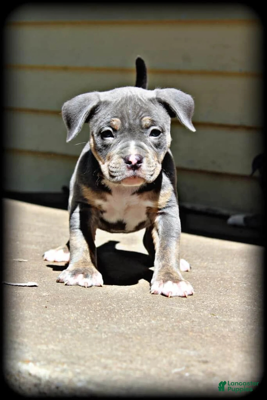 Gallery Image {{count}}