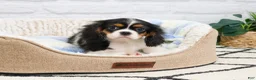Cavalier King Charles Spaniel dogs for sale: Kaiden  - Ad 2
