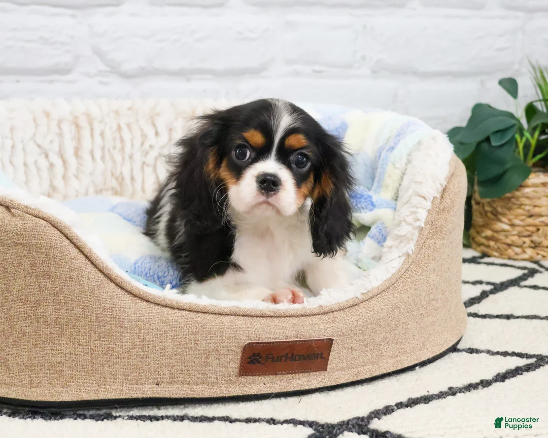 Cavalier King Charles Spaniel dogs for sale: Kaiden  - Ad 2