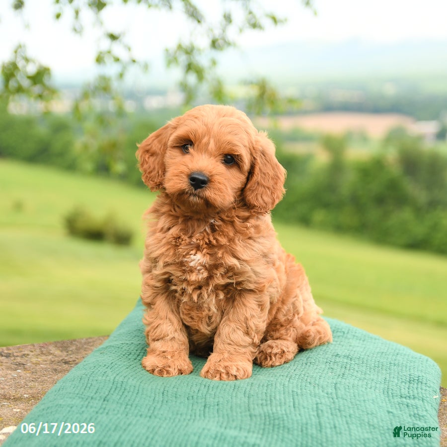 Mini Goldendoodle dogs Albert - Ad 1