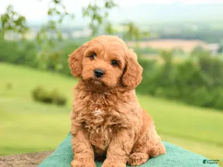 Mini Goldendoodle dogs for sale: Albert - Ad 1