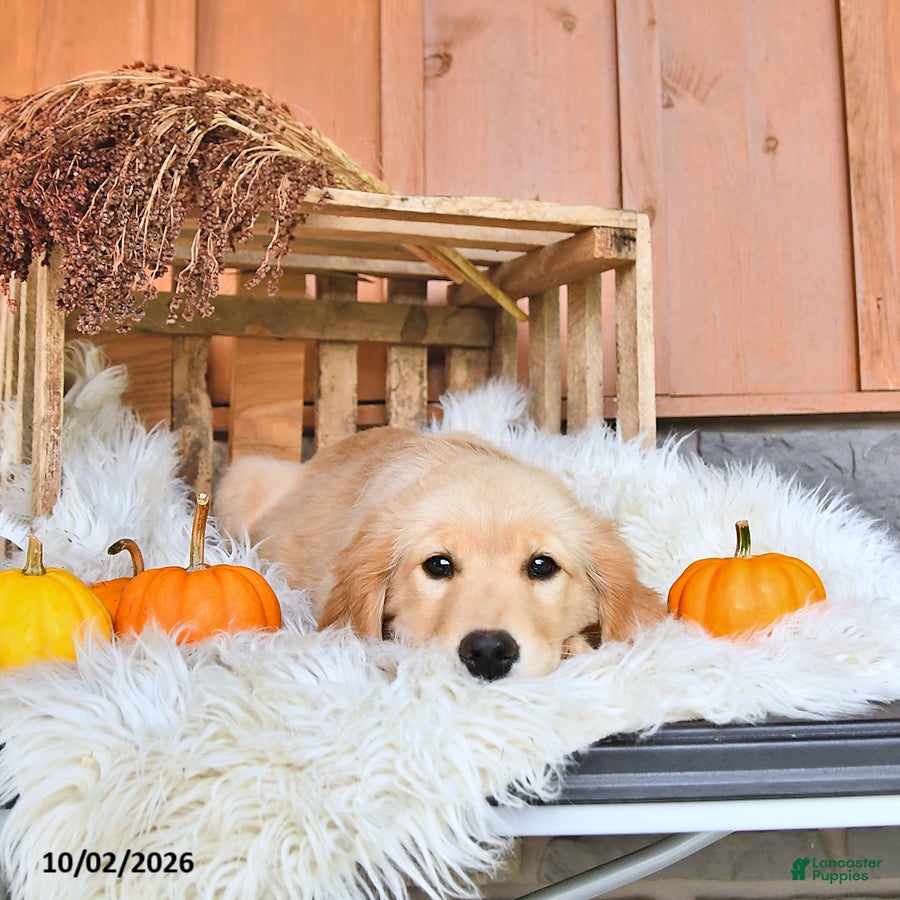 Golden Retriever dogs Sadie - Ad 2