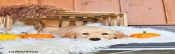 Golden Retriever dogs for sale: Sadie - Ad 2