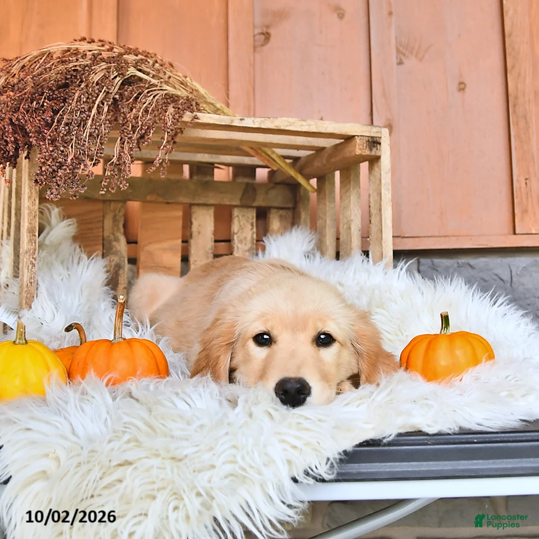 Golden Retriever dogs for sale: Sadie - Ad 2