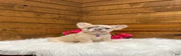 French Bulldog dogs for sale: Daisy - Ad 7