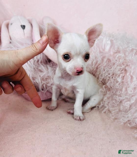 Chihuahua dogs Chihuahua Puppy 3 - Ad 36