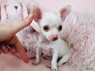 Chihuahua dogs Chihuahua Puppy 3 - Ad 40