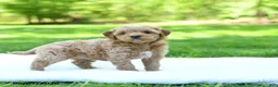 Mini Goldendoodle dogs for sale: Piper - Ad 2