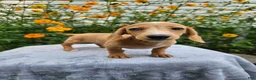Miniature Dachshund dogs for sale: Roxy - Ad 6
