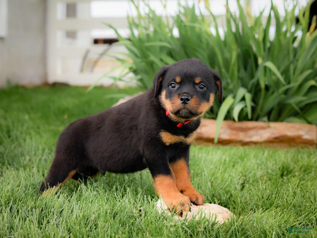 Rottweiler dogs for sale: Ulysses - Ad 2