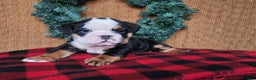 English Bulldog dogs for sale: Easton - Ad 5