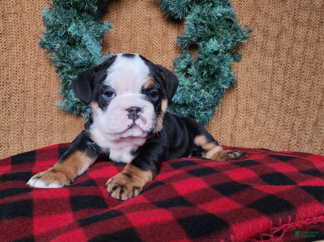 English Bulldog dogs for sale: Easton - Ad 5