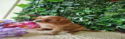 Cavalier King Charles Spaniel dogs for sale: Trixie  - Ad 7