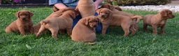 Labrador Retriever dogs for sale: Foxy - Ad 4
