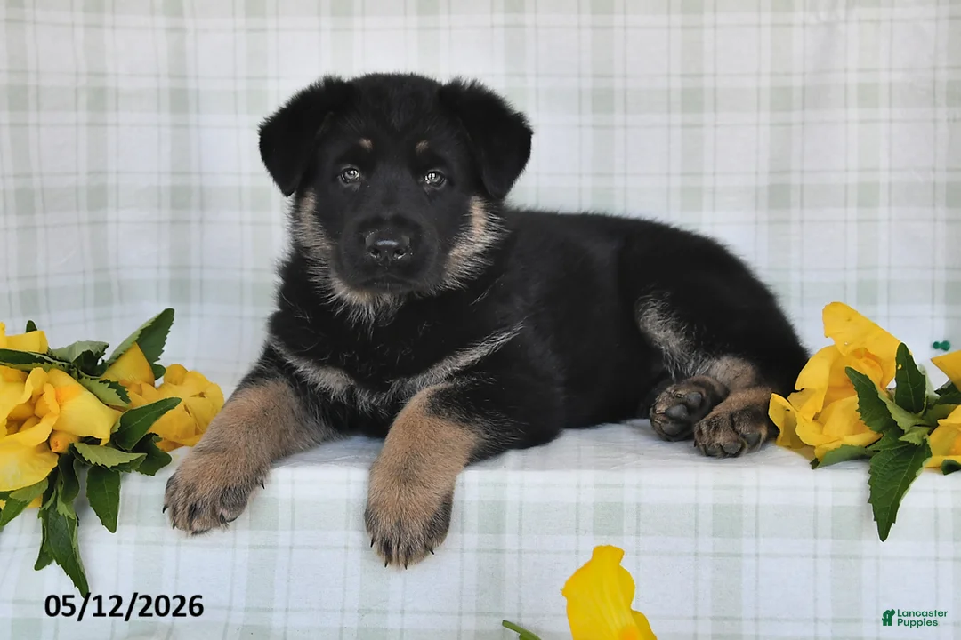 German Shepherd dogs for sale: Nicole - Ad 1
