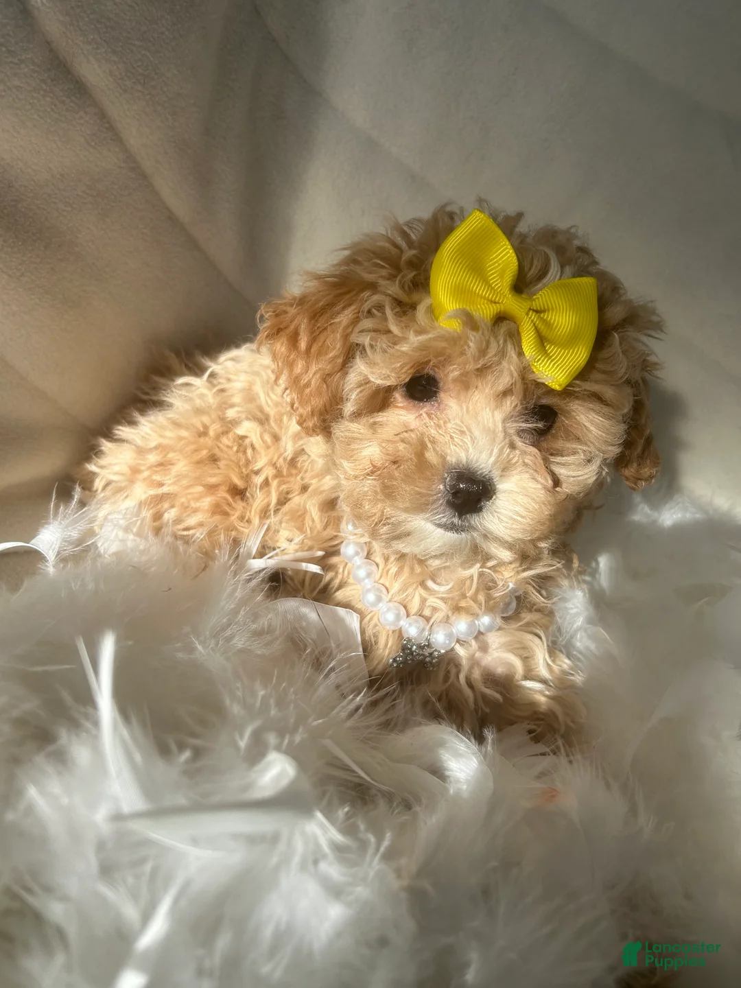 Mixed Breed dogs for sale: Moca - Ad 1