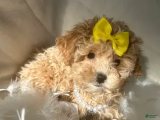 Mixed Breed dogs Moca - Ad 20