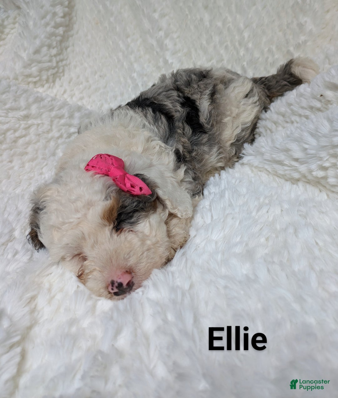 Bernedoodle dogs for sale: Ellie - Ad 2