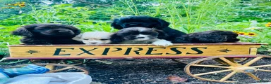 Male AKC Registered