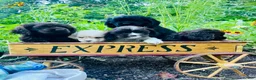 Cocker Spaniel dogs for sale: Pepper❤️AKC registered - Ad 4