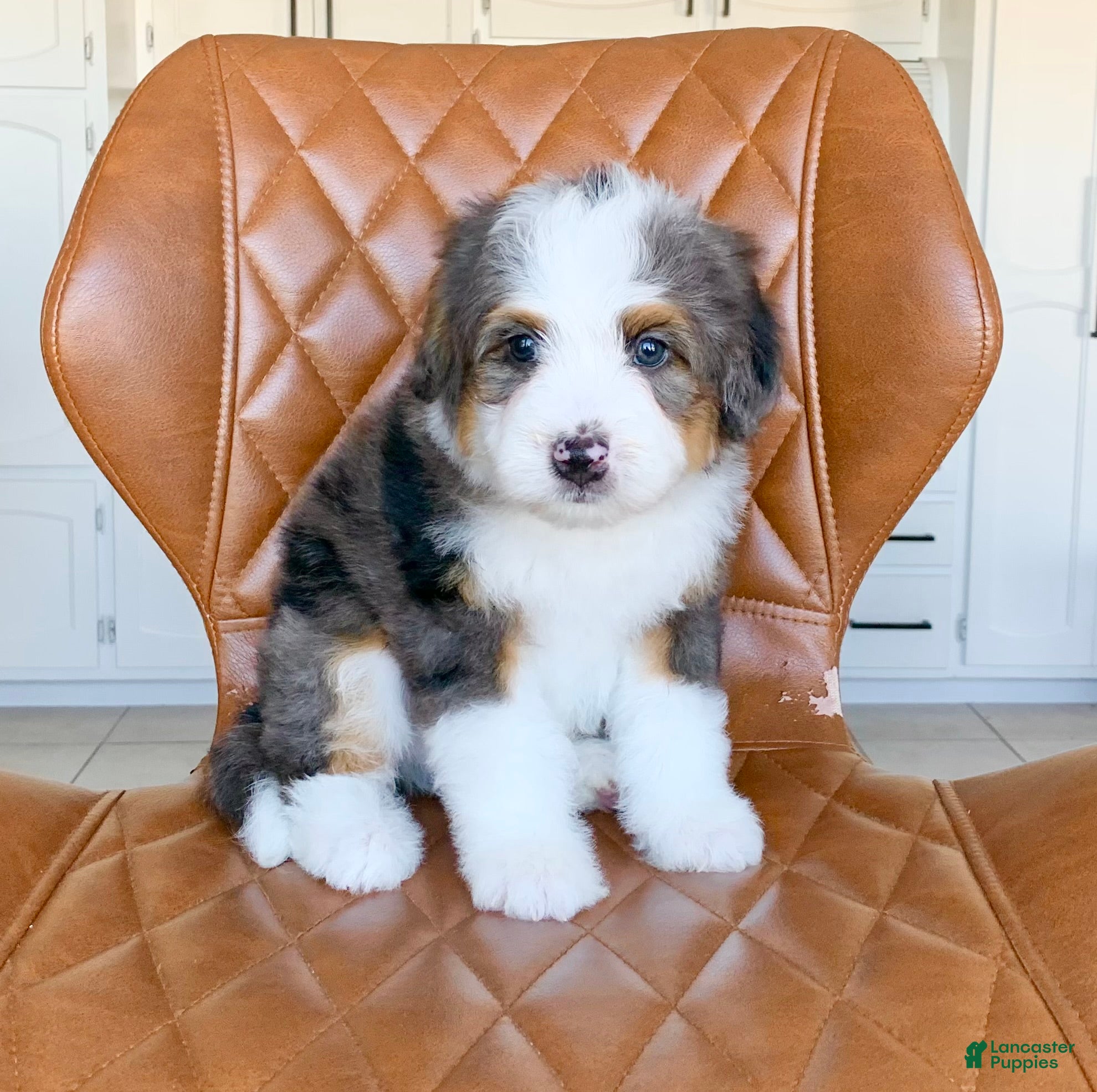 Bernedoodle dogs for sale: Forrest - Ad 2