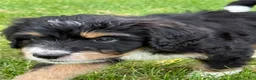 Bernedoodle dogs for sale: Chip - Ad 2